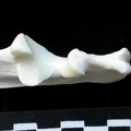 Ulna : partie proximale (14226 visites) Lynx lynx - Jeune adulte - Élément gaucheCollection : P. Fosse - Pays : Pologne
Ulna : partie proximale