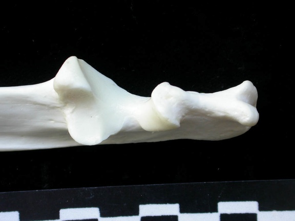 Ulna : partie proximale (14226 visites) Lynx lynx - Jeune adulte - Élément gaucheCollection : P. Fosse - Pays : Pologne
Ulna : partie proximale