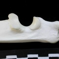 Ulna : partie proximale (13852 visites) Lynx lynx - Jeune adulte - Élément gaucheCollection : P. Fosse - Pays : Pologne
Ulna : partie proximale