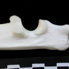 Ulna: proximale part (13915 visits) Lynx lynx - Young adult - Left elementCollection: P. Fosse - Country: Poland Ulna: proximale part
