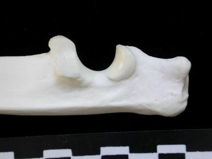 Ulna : partie proximale (13891 visites) Lynx lynx - Jeune adulte - Élément gaucheCollection : P. Fosse - Pays : Pologne
Ulna : partie proximale