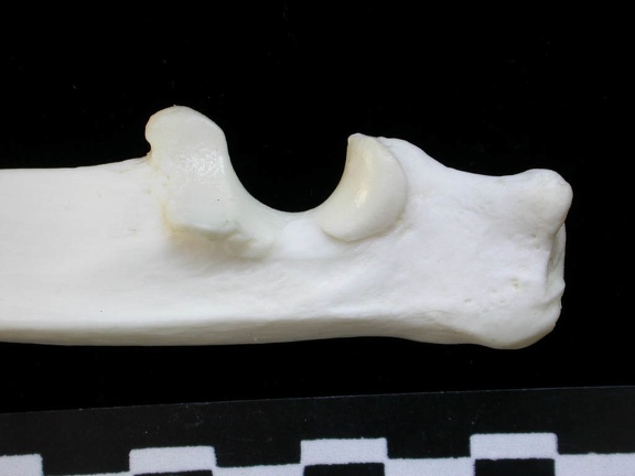 Ulna : partie proximale (13861 visites) Lynx lynx - Jeune adulte - Élément gaucheCollection : P. Fosse - Pays : Pologne
Ulna : partie proximale