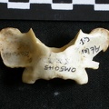 Atlas (27061 visites) Lynx caracal - AdulteCollection : Département d'Ostéologie du Musée National du Kenya, Nairobi (I... Atlas
