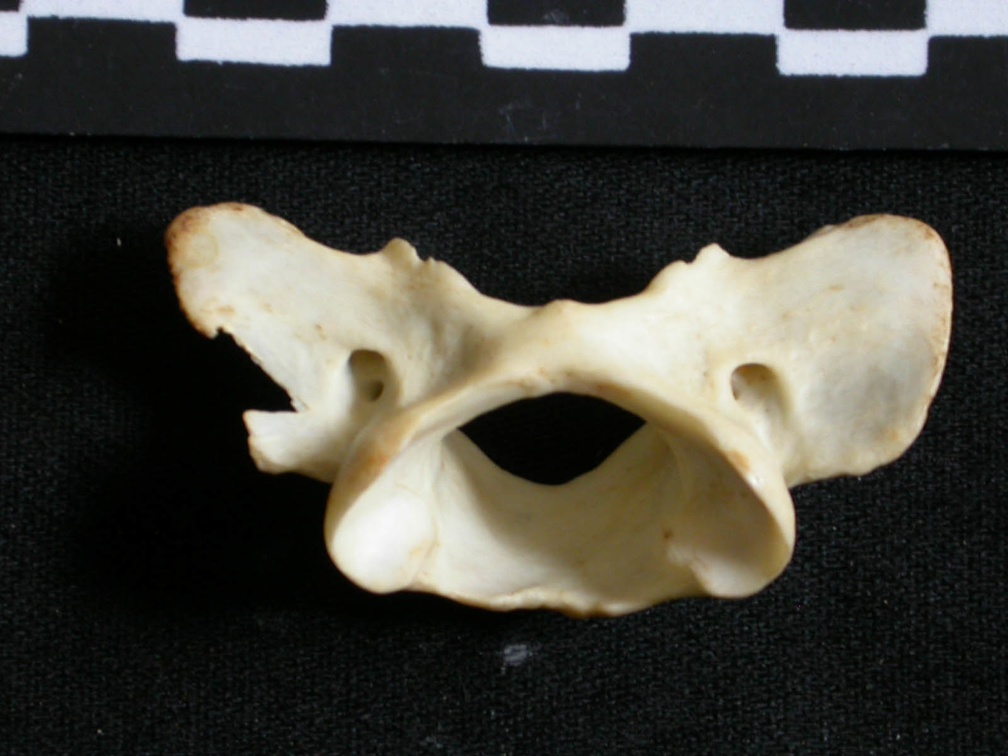 Atlas (26603 visites) Lynx caracal - AdulteCollection : Département d'Ostéologie du Musée National du Kenya, Nairobi (I... Atlas