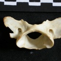 Atlas (26584 visites) Lynx caracal - AdulteCollection : Département d'Ostéologie du Musée National du Kenya, Nairobi (I... Atlas