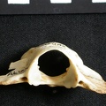 Atlas (25448 visites) Lynx caracal - AdulteCollection : Département d'Ostéologie du Musée National du Kenya, Nairobi (I... Atlas
