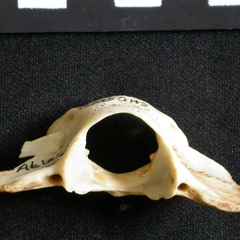Atlas (25520 visits) Lynx caracal - AdultCollection: Department d'Osteology of National Museum of Kenya, Nairobi (Id:OM50... Atlas