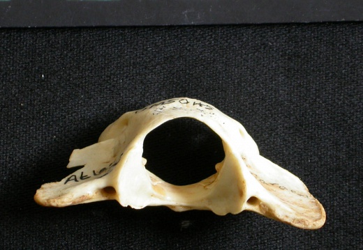 Atlas (25440 visites) Lynx caracal - AdulteCollection : Département d'Ostéologie du Musée National du Kenya, Nairobi (I... Atlas