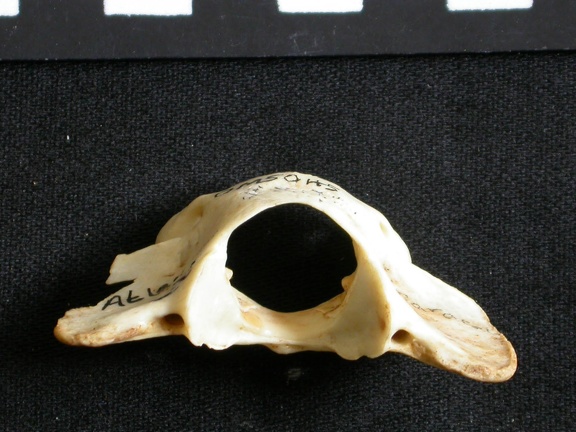 Atlas (25573 visites) Lynx caracal - AdulteCollection : Département d'Ostéologie du Musée National du Kenya, Nairobi (I... Atlas