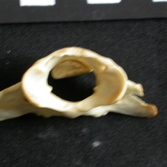 Atlas (24831 visits) Lynx caracal - AdultCollection: Department d'Osteology of National Museum of Kenya, Nairobi (Id:OM50... Atlas