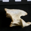 Axis (23367 visites) Lynx caracal - AdulteCollection : Département d'Ostéologie du Musée National du Kenya, Nairobi (I... Axis