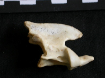 Axis (23244 visites) Lynx caracal - AdulteCollection : Département d'Ostéologie du Musée National du Kenya, Nairobi (I... Axis