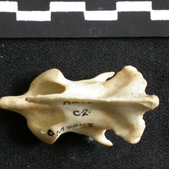 Axis (21728 visites) Lynx caracal - AdulteCollection : Département d'Ostéologie du Musée National du Kenya, Nairobi (I... Axis