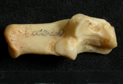 Calcanéus (16206 visites) Lynx caracal - Adulte - Élément droitCollection : Département d'Ostéologie du Musée National du... Calcanéus
