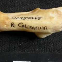 Calcanéus (16095 visites) Lynx caracal - Adulte - Élément droitCollection : Département d'Ostéologie du Musée National du... Calcanéus