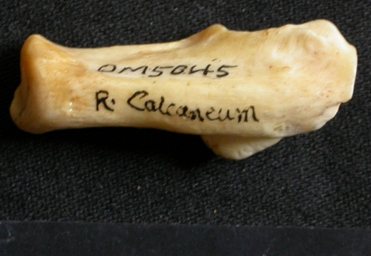 Calcanéus (16103 visites) Lynx caracal - Adulte - Élément droitCollection : Département d'Ostéologie du Musée National du... Calcanéus