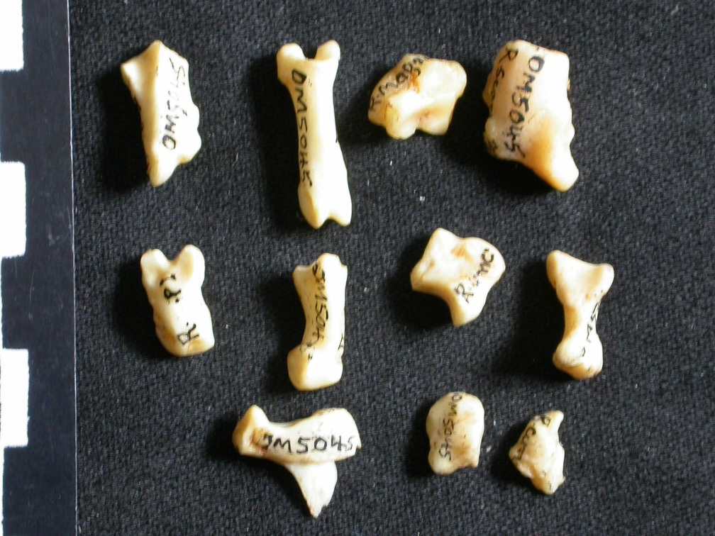 Carpe et phalanges (110530 visites) Lynx caracal - Adulte - Éléments droitsCollection : Département d'Ostéologie du Musée National ... Carpe et phalanges
