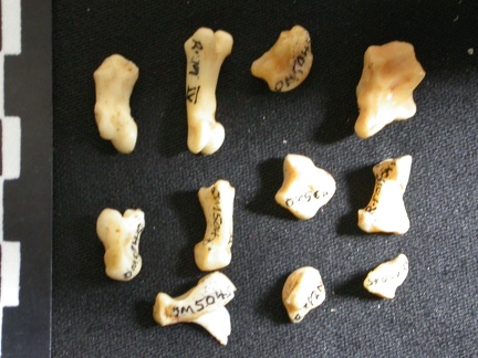 Carpe et phalanges (108397 visites) Lynx caracal - Adulte - Éléments droitsCollection : Département d'Ostéologie du Musée National ... Carpe et phalanges