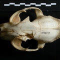 Crâne : vue frontale (14861 visites) Lynx caracal - AdulteCollection : Département d'Ostéologie du Musée National du Kenya, Nairobi (I... Crâne : vue frontale