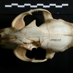 Crâne : vue frontale (14864 visites) Lynx caracal - AdulteCollection : Département d'Ostéologie du Musée National du Kenya, Nairobi (I... Crâne : vue frontale