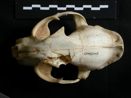 Crâne : vue frontale (14899 visites) Lynx caracal - AdulteCollection : Département d'Ostéologie du Musée National du Kenya, Nairobi (I... Crâne : vue frontale