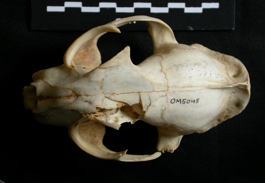 Skull: frontal sight