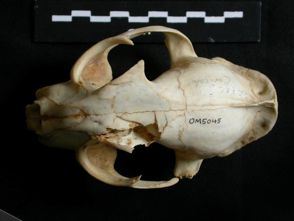 Crâne : vue frontale (14856 visites) Lynx caracal - AdulteCollection : Département d'Ostéologie du Musée National du Kenya, Nairobi (I... Crâne : vue frontale