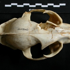Crâne : vue frontale (14807 visites) Lynx caracal - AdulteCollection : Département d'Ostéologie du Musée National du Kenya, Nairobi (I... Crâne : vue frontale