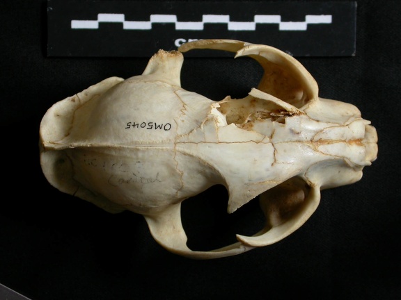 Crâne : vue frontale (14800 visites) Lynx caracal - AdulteCollection : Département d'Ostéologie du Musée National du Kenya, Nairobi (I... Crâne : vue frontale