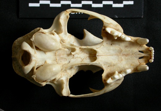 Skull: ventral sight (14206 visits) Lynx caracal - AdultCollection: Department d'Osteology of National Museum of Kenya, Nairobi (Id:OM50... Skull: ventral sight