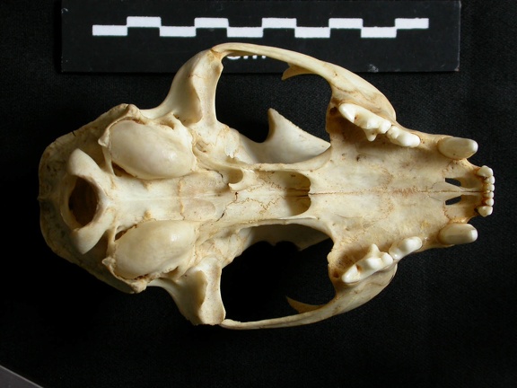 Crâne : vue ventrale (14270 visites) Lynx caracal - AdulteCollection : Département d'Ostéologie du Musée National du Kenya, Nairobi (I... Crâne : vue ventrale