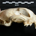 Crâne : vue latérale droite (14515 visites) Lynx caracal - AdulteCollection : Département d'Ostéologie du Musée National du Kenya, Nairobi (I... Crâne : vue latérale droite