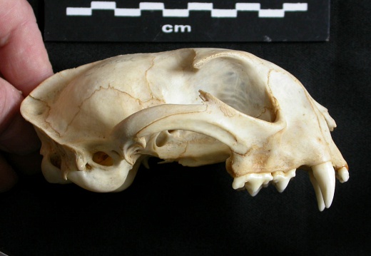 Skull: right side sight (14274 visits) Lynx caracal - AdultCollection: Department d'Osteology of National Museum of Kenya, Nairobi (Id:OM50... Skull: right side sight