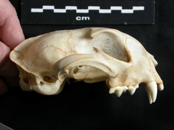 Crâne : vue latérale droite (14495 visites) Lynx caracal - AdulteCollection : Département d'Ostéologie du Musée National du Kenya, Nairobi (I... Crâne : vue latérale droite