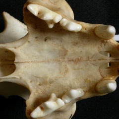 Crâne : maxillaires et os incisif (14638 visites) Lynx caracal - AdulteCollection : Département d'Ostéologie du Musée National du Kenya, Nairobi (I... Crâne : maxillaires et os incisif