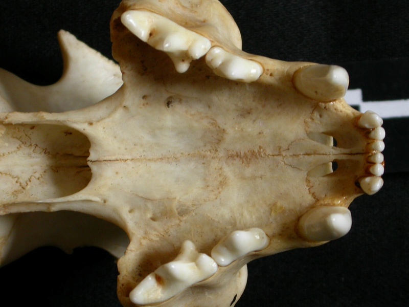Skull: jawbones and incisive bone (14531 visits) Lynx caracal - AdultCollection: Department d'Osteology of National Museum of Kenya, Nairobi (Id:OM50... Skull: jawbones and incisive bone