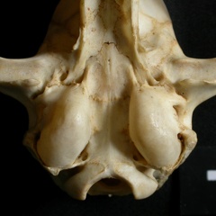 Crâne : bulle tympanique (14850 visites) Lynx caracal - AdulteCollection : Département d'Ostéologie du Musée National du Kenya, Nairobi (I... Crâne : bulle tympanique