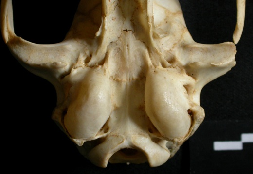 Crâne : bulle tympanique