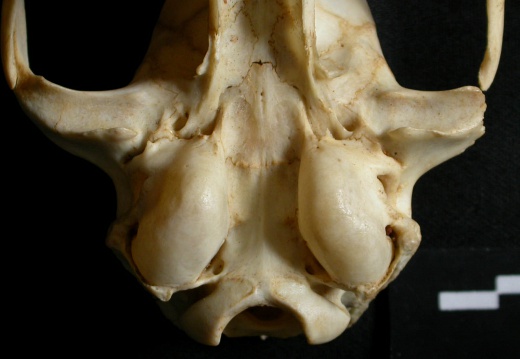 Crâne : bulle tympanique (13567 visites) Lynx caracal - AdulteCollection : Département d'Ostéologie du Musée National du Kenya, Nairobi (I... Crâne : bulle tympanique
