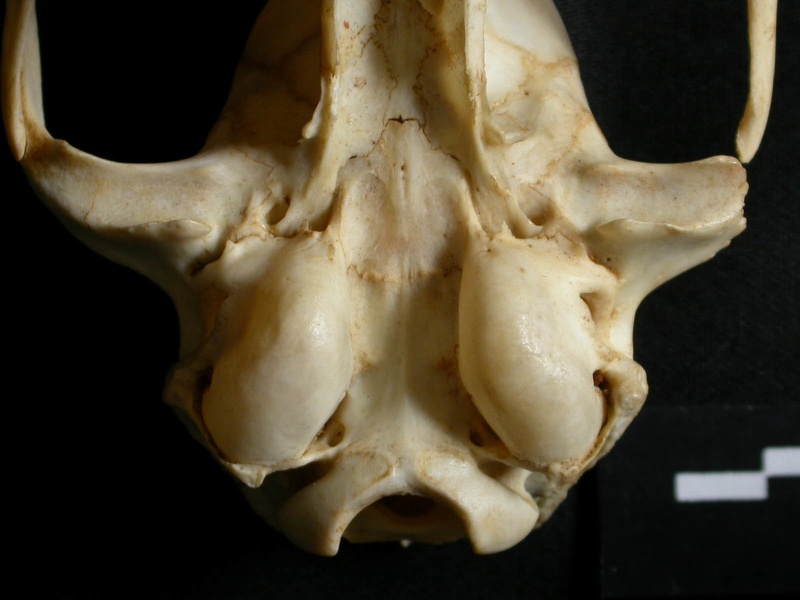 Skull: tympanic bula (14763 visits) Lynx caracal - AdultCollection: Department d'Osteology of National Museum of Kenya, Nairobi (Id:OM50... Skull: tympanic bula