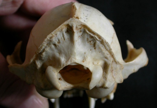 Skull: posterior view (14536 visits) Lynx caracal - AdultCollection: Department d'Osteology of National Museum of Kenya, Nairobi (Id:OM50... Skull: posterior view
