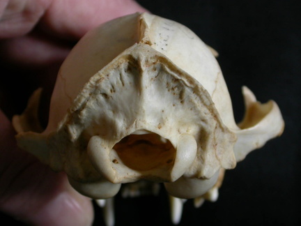 Cráneo: vista posterior