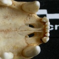 Crâne : os incisif (13082 visites) Lynx caracal - AdulteCollection : Département d'Ostéologie du Musée National du Kenya, Nairobi (I... Crâne : os incisif