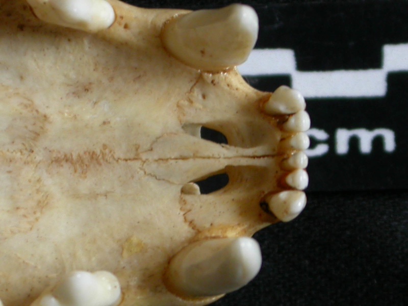 Crâne : os incisif (12908 visites) Lynx caracal - AdulteCollection : Département d'Ostéologie du Musée National du Kenya, Nairobi (I... Crâne : os incisif