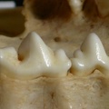 Dentición superior