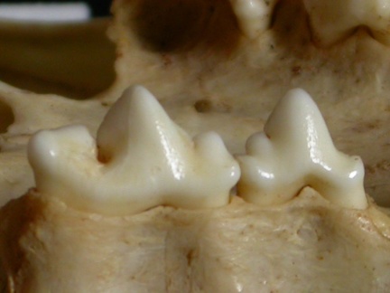 Dentition supérieure (13234 visites) Lynx caracal - AdulteCollection : Département d'Ostéologie du Musée National du Kenya, Nairobi (I... Dentition supérieure