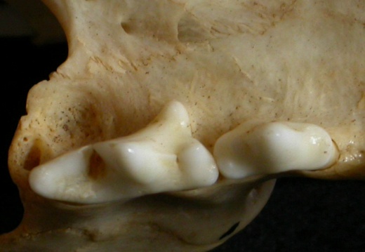 Dentition supérieure (12137 visites) Lynx caracal - AdulteCollection : Département d'Ostéologie du Musée National du Kenya, Nairobi (I... Dentition supérieure