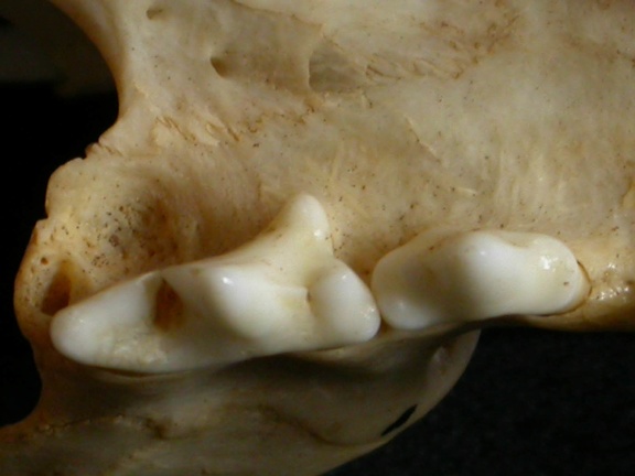 Dentition supérieure (12174 visites) Lynx caracal - AdulteCollection : Département d'Ostéologie du Musée National du Kenya, Nairobi (I... Dentition supérieure