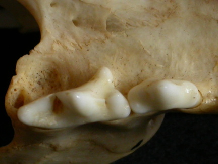 Higher teeth