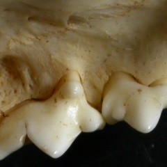 Dentition supérieure (12837 visites) Lynx caracal - AdulteCollection : Département d'Ostéologie du Musée National du Kenya, Nairobi (I... Dentition supérieure